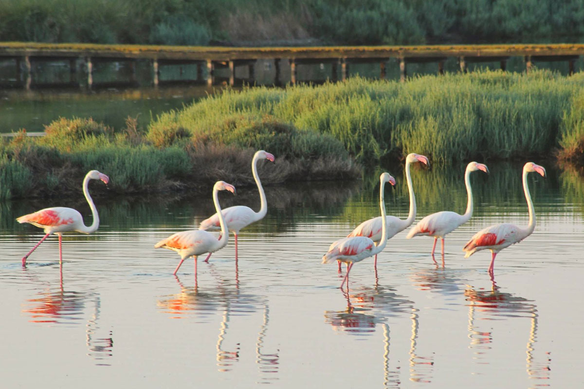 Flora E Fauna Salina Margherita Di Savoia